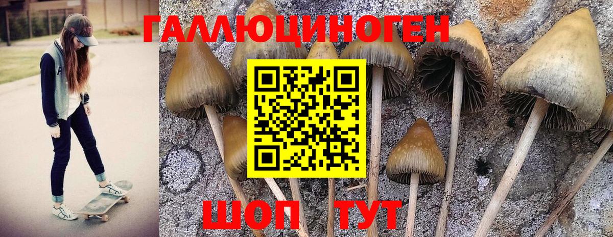 Галлюциногенные грибы Psilocybe Долгопрудный